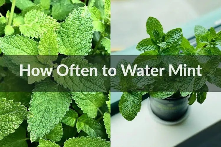 How Often to Water Mint Watering Mint Plants Correctly in 2023