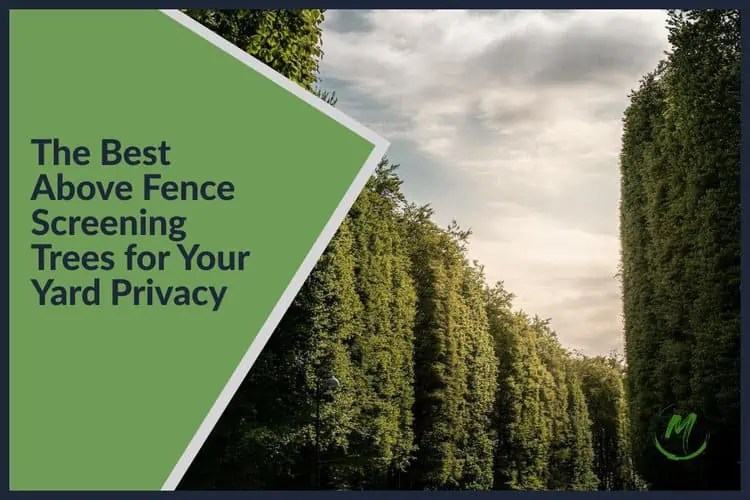 The Best Above Fence Screening Trees for Your Yard Privacy 2023