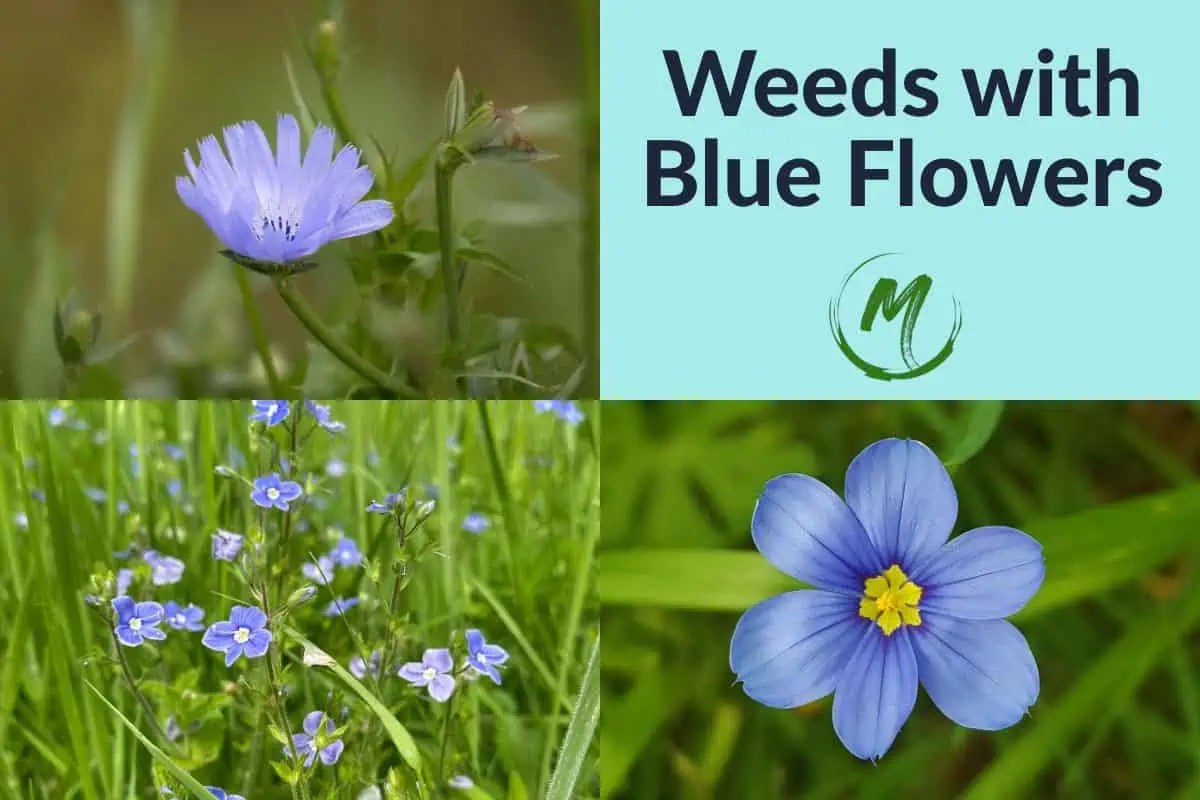 15 Weeds with Blue Flowers Identification with Pictures