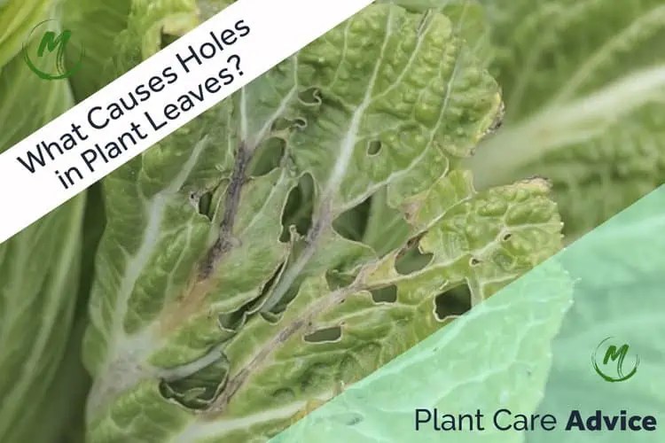 What Causes Holes in Plant Leaves? Common Culprits in 2023