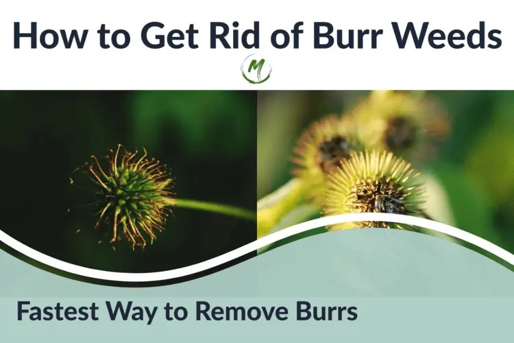 How to Get Rid of Burr Weeds Ways to Remove Grass Stickers