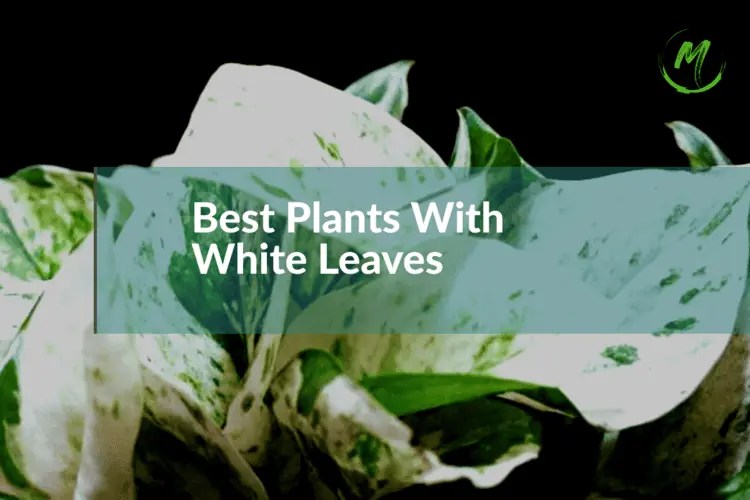 16 Best Plants With White Leaves Make a Bold Statement! 2023