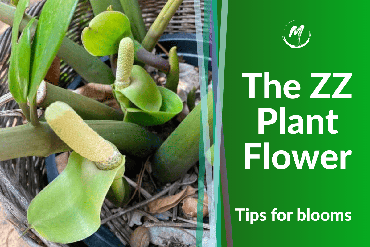 Do ZZ Plant Flower? Pictures of ZZ Plant Bloom in 2023