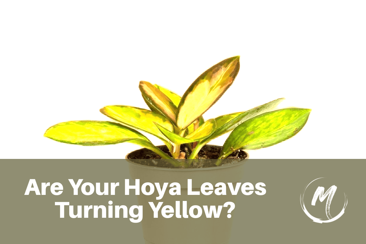 Hoya Leaves Turning Yellow Causes and Remedies 2023