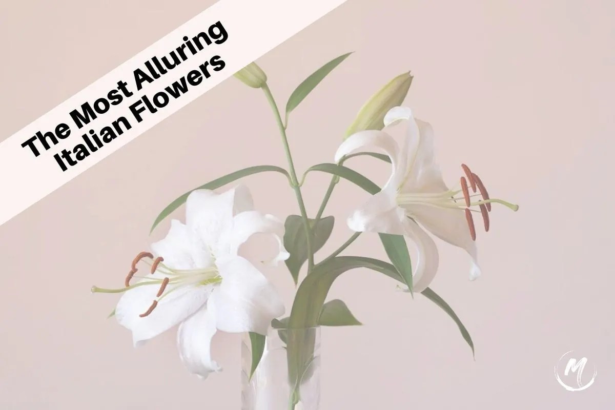 Native Italian Flowers