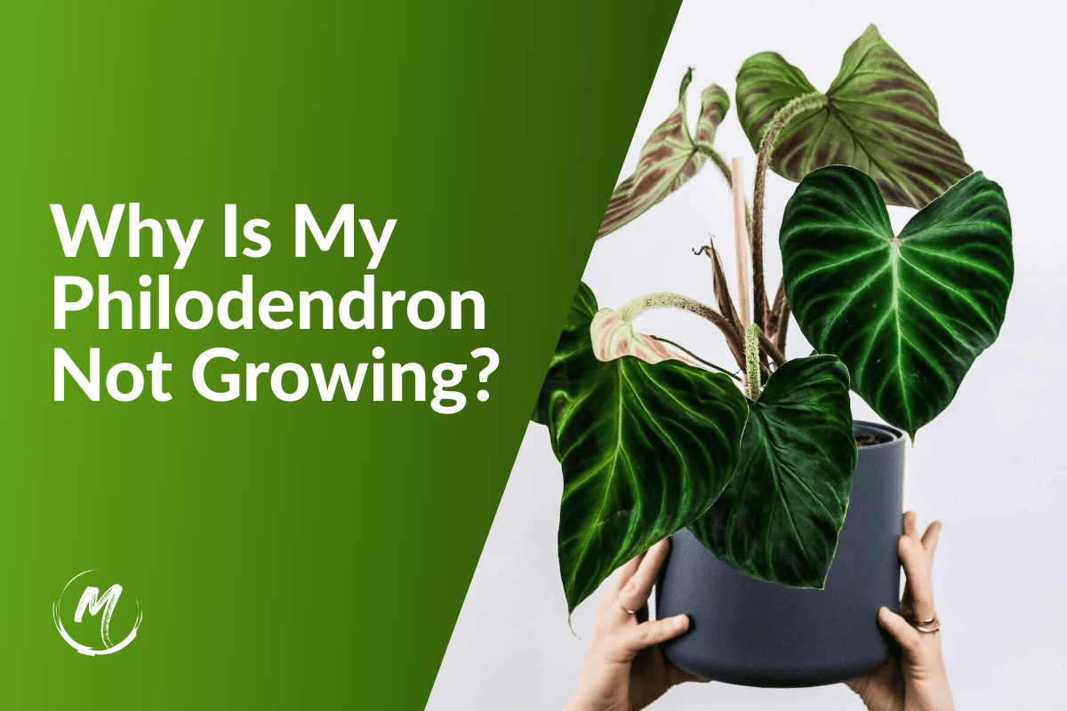 Why Is My Philodendron Not Growing? 9 Causes