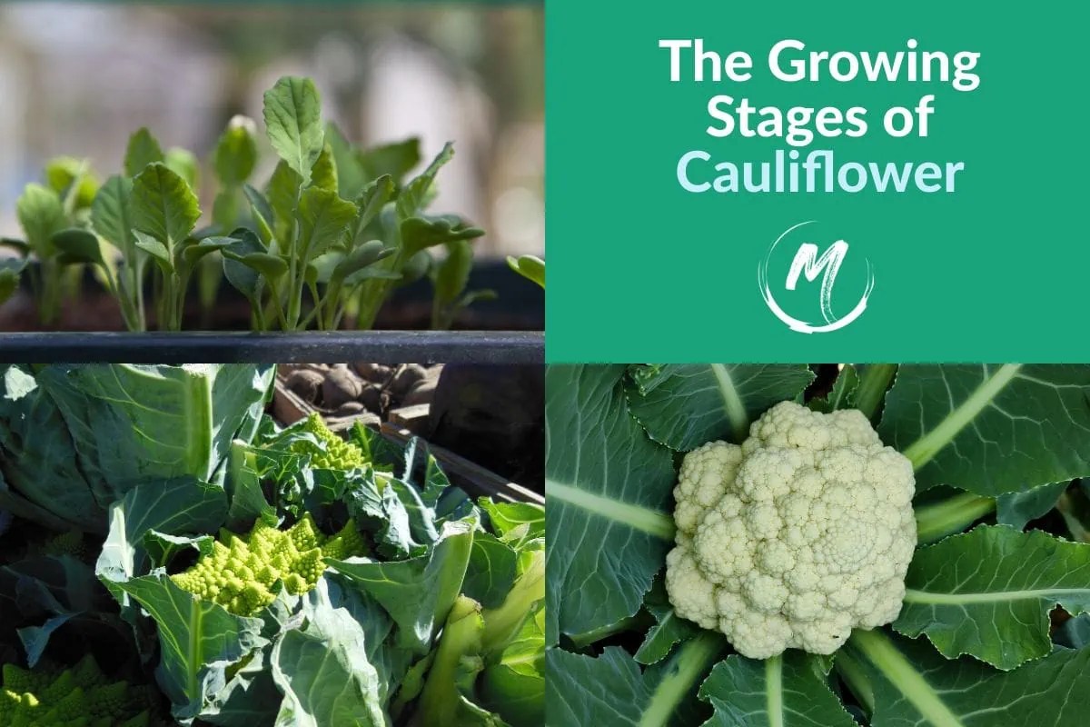 [4] Cauliflower Plant Growth Stages Cauliflower Growing Cycle