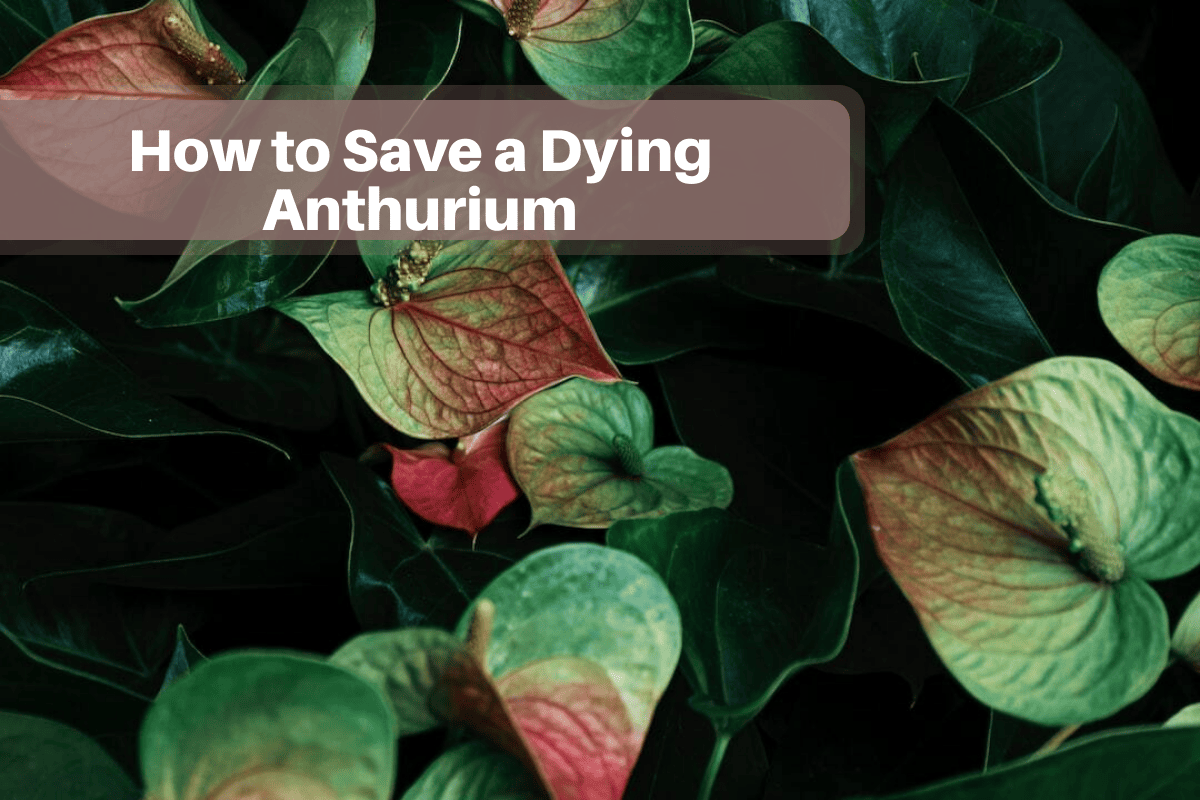 How to Save a Dying Anthurium The [Fastest Way] 2023