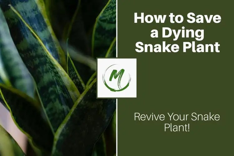 How to Save a Dying Snake Plant Revive Your Snake Plant! 2023