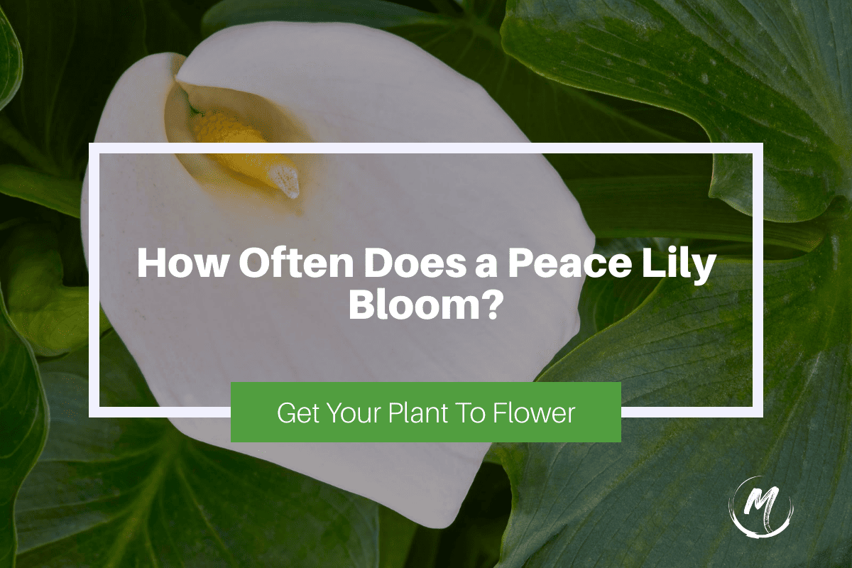 How Often Does a Peace Lily Bloom? Get Your Plant to Flower