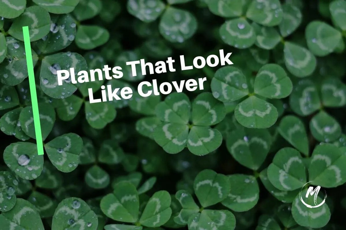 7 Plants That Look Like Clovers CloverLike Plants 2023