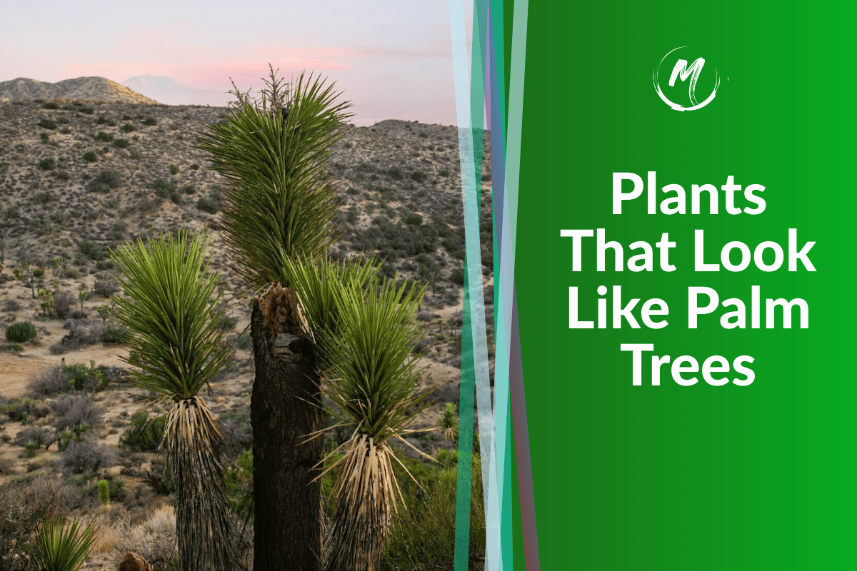 9 Plants That Look Like Palm Trees With Photos for Identification