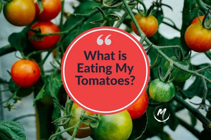 What is Eating My Tomatoes? [10] Pests Eating Your Tomato Plants