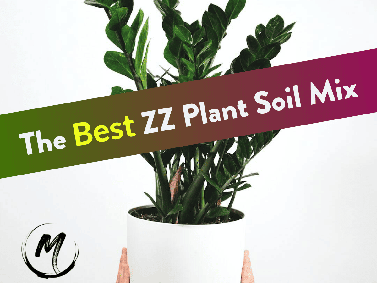 The [Best] ZZ Plant Soil Mix The Perfect Potting Mix Recipe