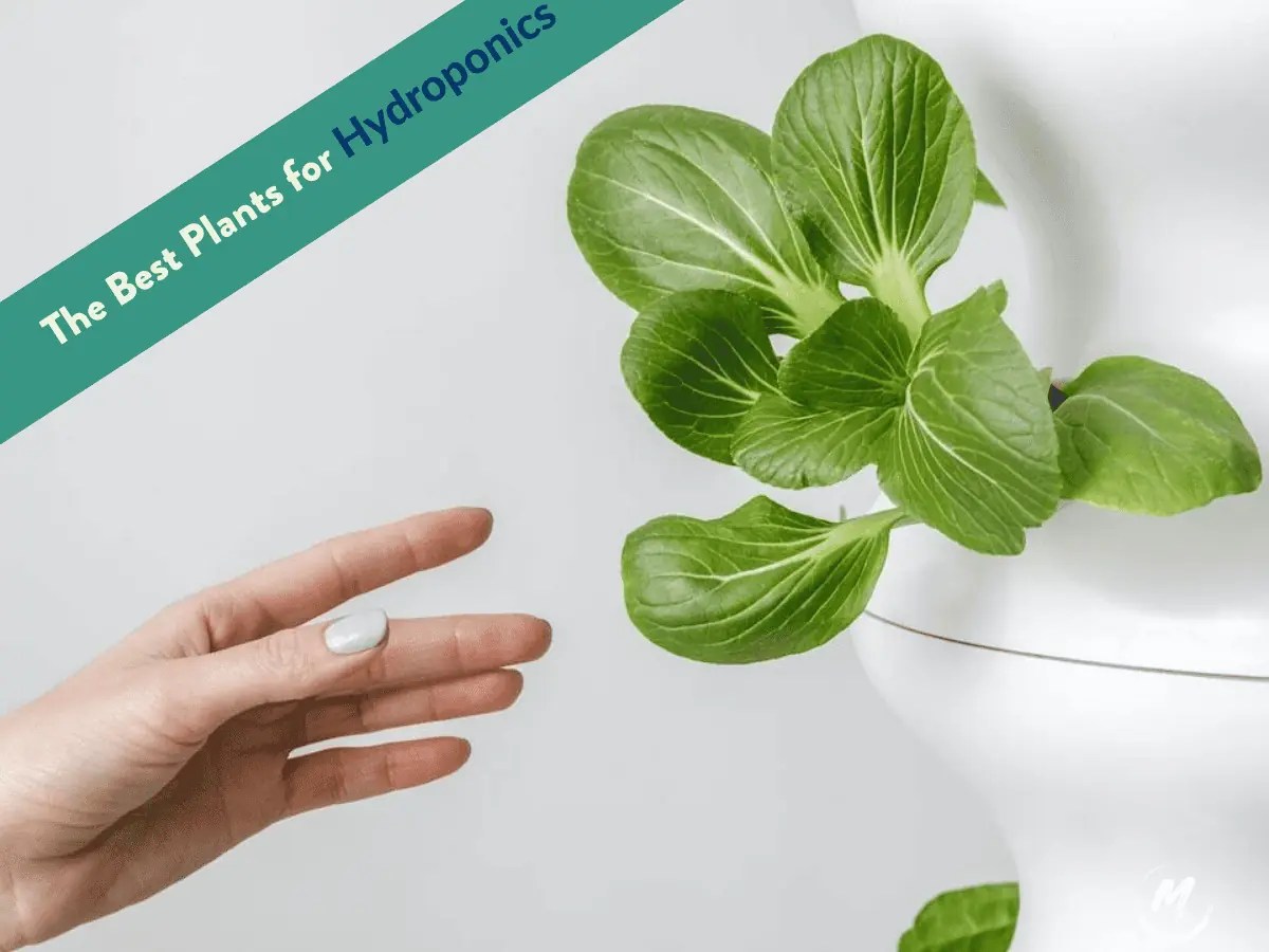 The [16] Best Plants for Hydroponics Easy Grow Food 2023
