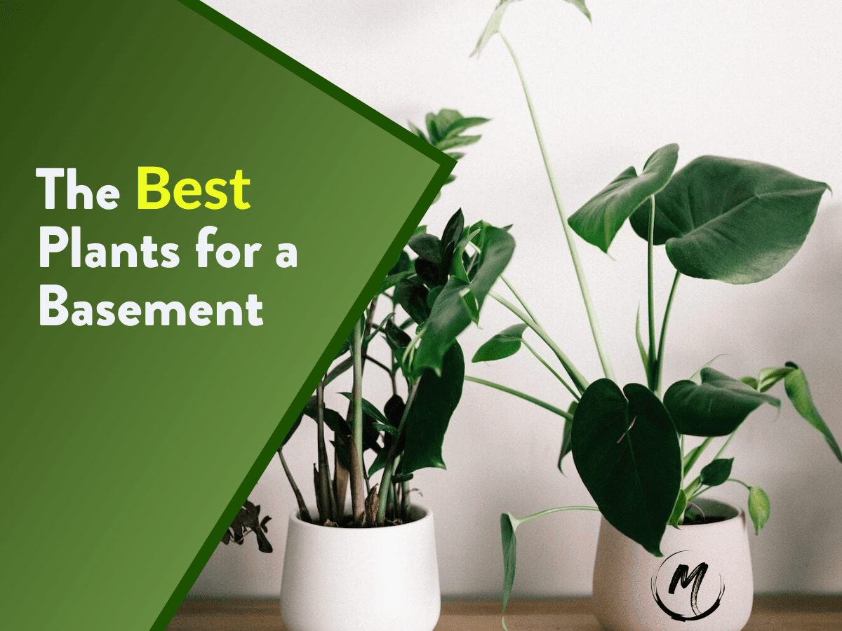 [15] Best Plants for a Basement That Thrive in Low Light 2023
