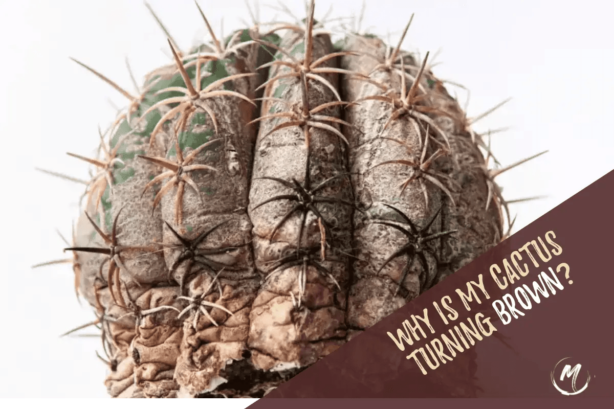 My Cactus Is Turning Brown 7 Causes and Fixes 2023
