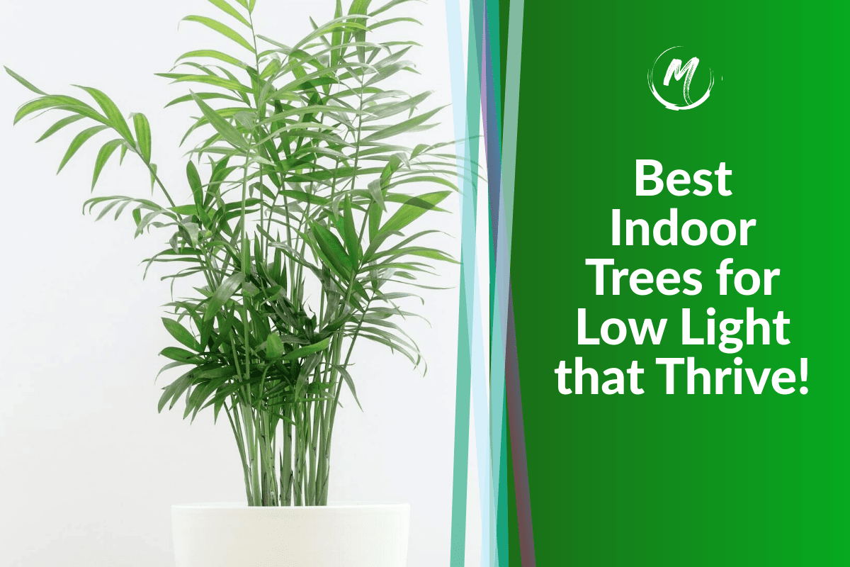10 Best Indoor Trees for Low Light that Thrive! 2023
