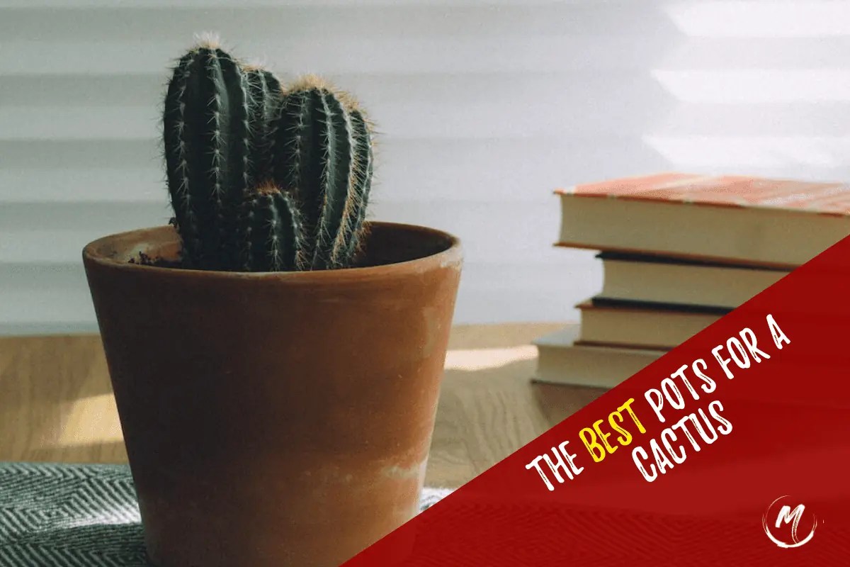 3 Best Pots for Cactus Succulent Plants and Planters