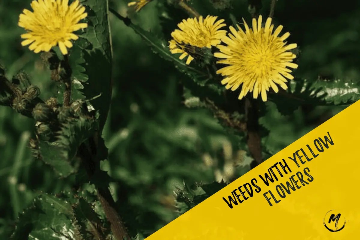 [25] Weeds with Yellow Flowers Photos to Identify 2023