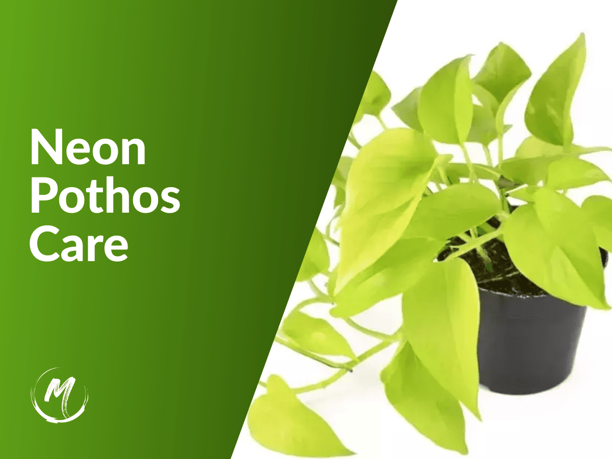 Neon Pothos Care [5] Must Know Plant Tips 2023