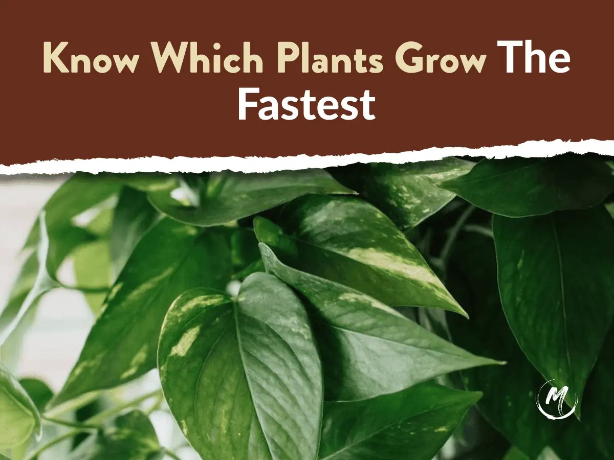 Which Plants Grow The Fastest? [8] FastGrowing Indoor Plants