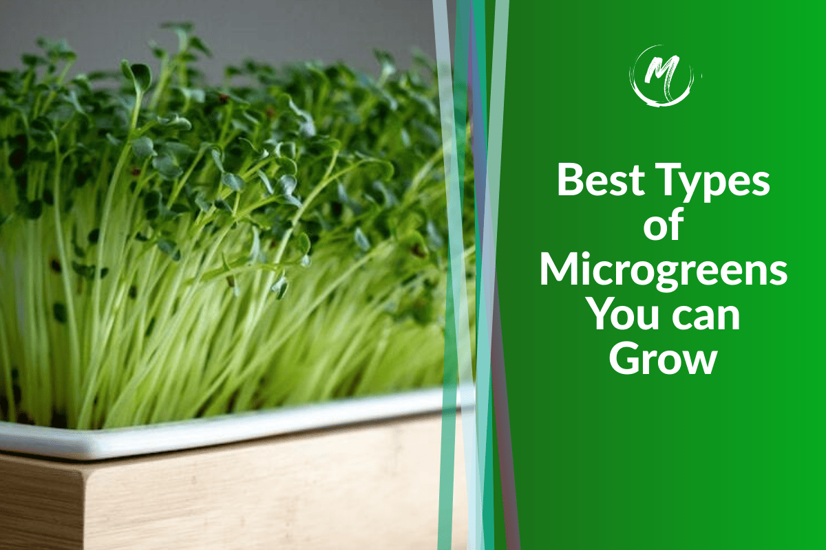 Best Types of Microgreens You can Grow Yourself [87 Varieties]