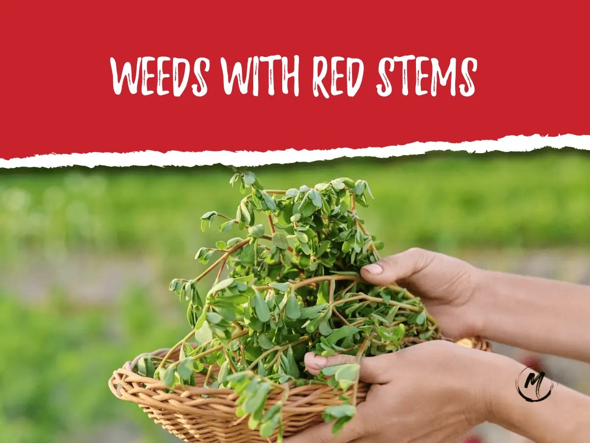 [12] Weeds With Red Stems 2023