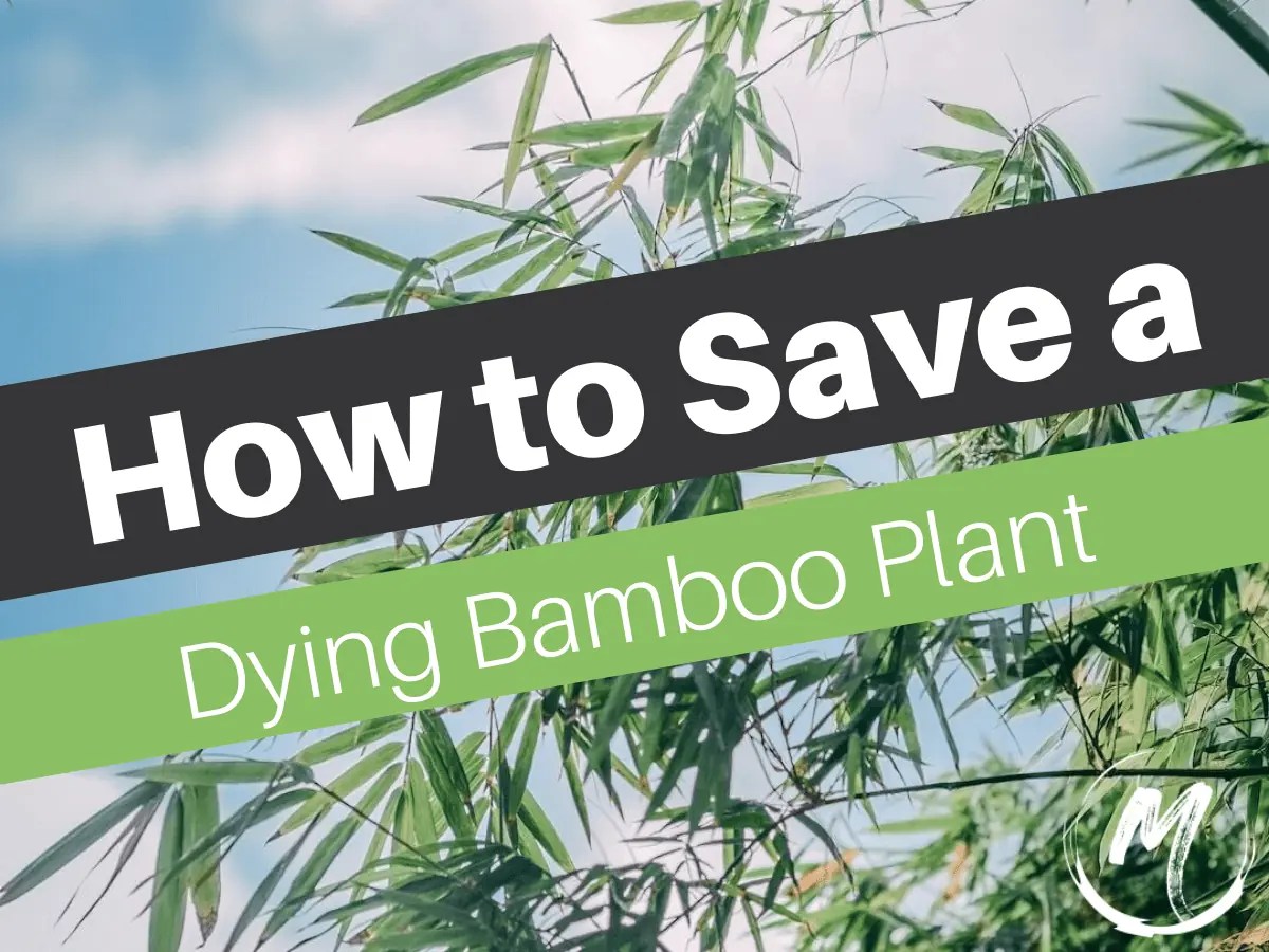 How to Save a Dying Bamboo Plant The Best and Easiest Way