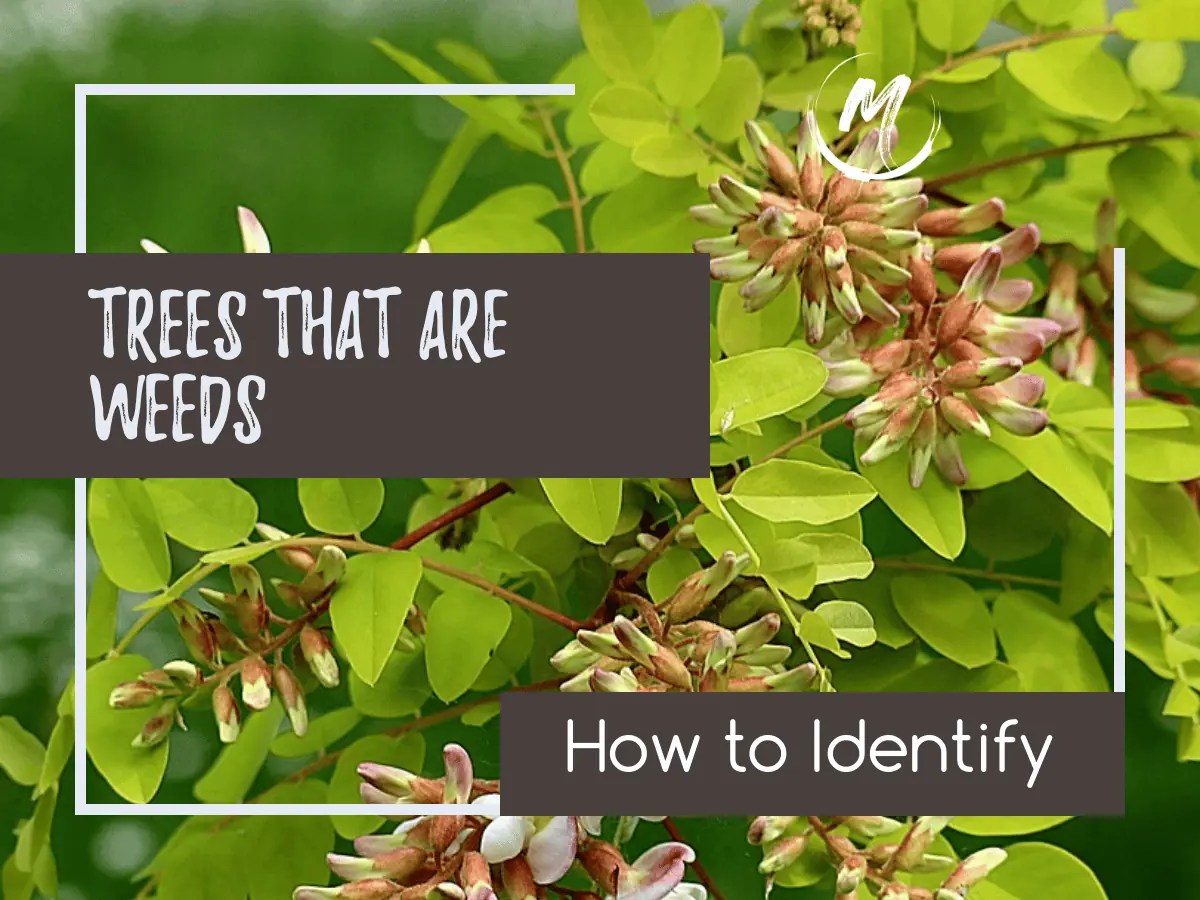 10 Trees That Are Weeds How to Identify and Get Rid of Them