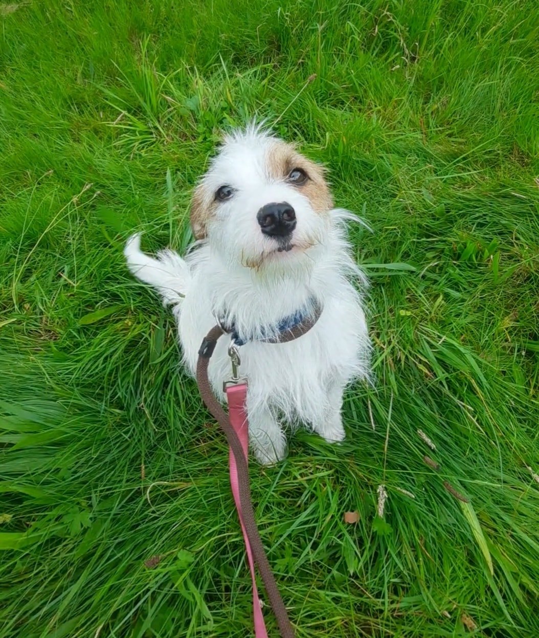 All Pets Mid Antrim Animal Sanctuary