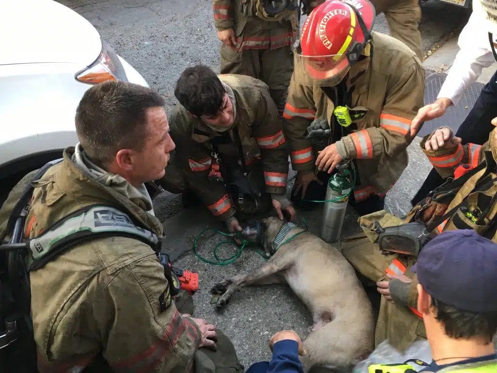 Dog injured in fire at apartment in The Esplanade at City Park Mid
