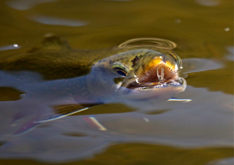 Jason Jagger MidCurrent