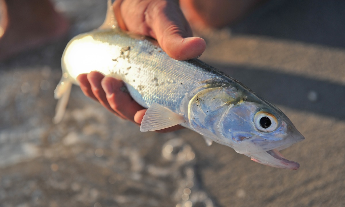 Chasin' the Ladies MidCurrent