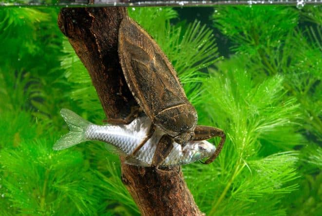 Giant Water Bugs Found to be Fearless Predators MidCurrent