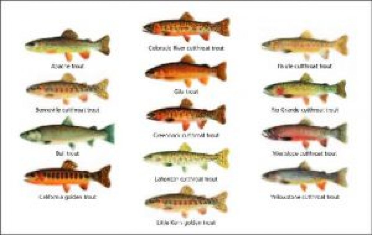 New Native Trout Challenge Kicks Off in 12 Western States MidCurrent