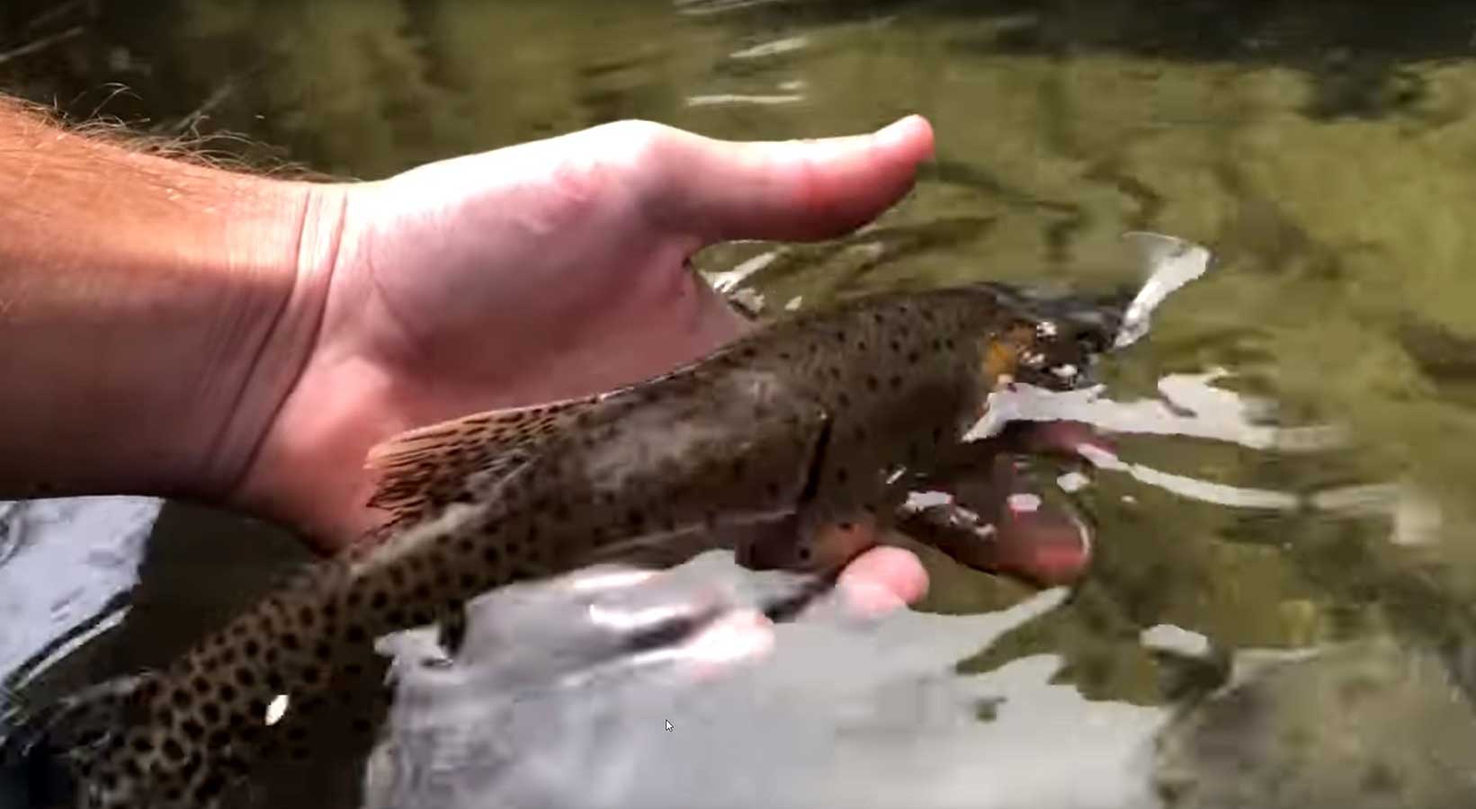 Fly Fishing in Beautiful Alpine Lake MidCurrent