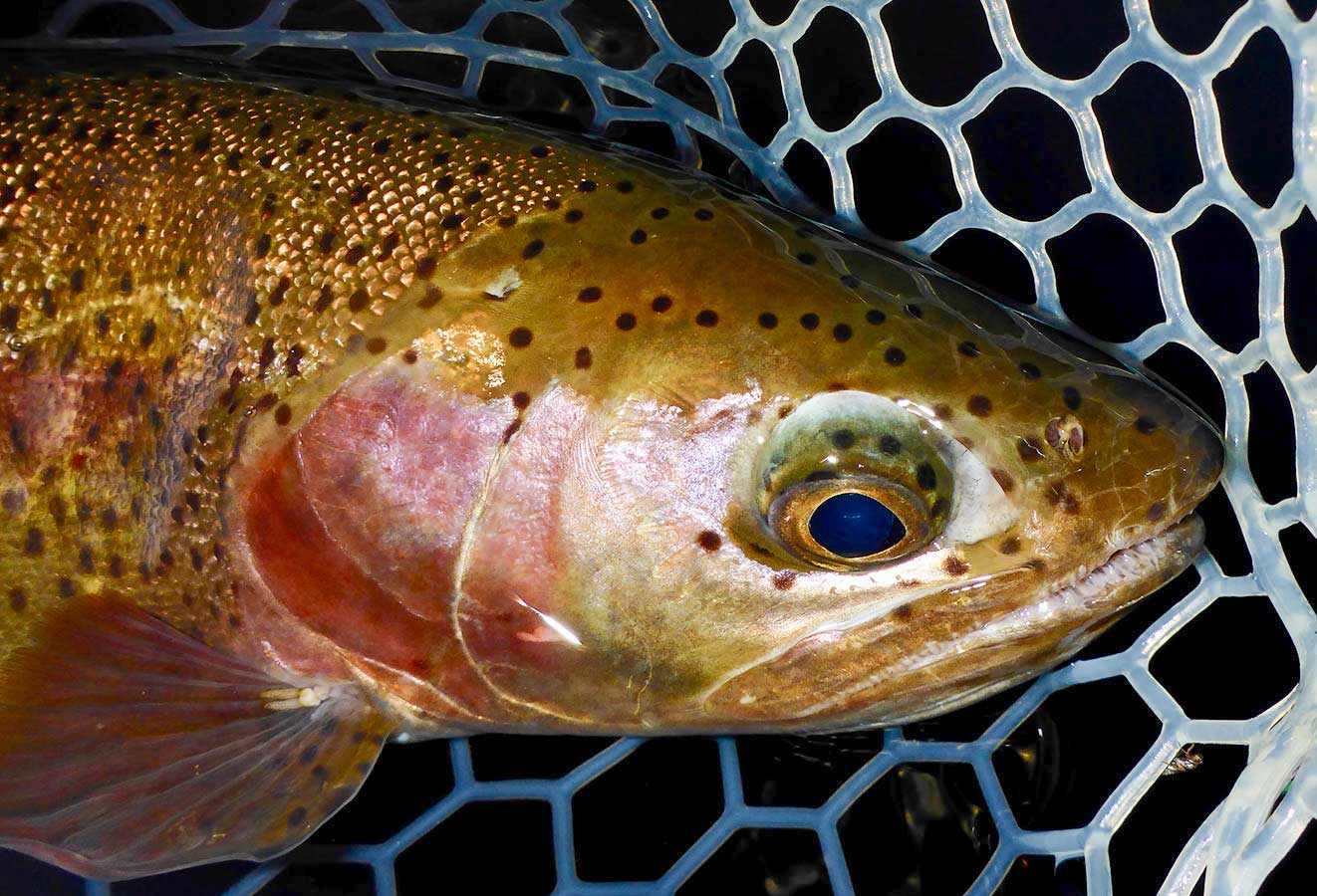 A Black and White World MidCurrent