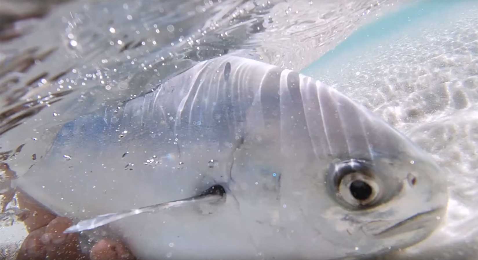 "Silver Surfing" Fly Fishing for Pompano MidCurrent