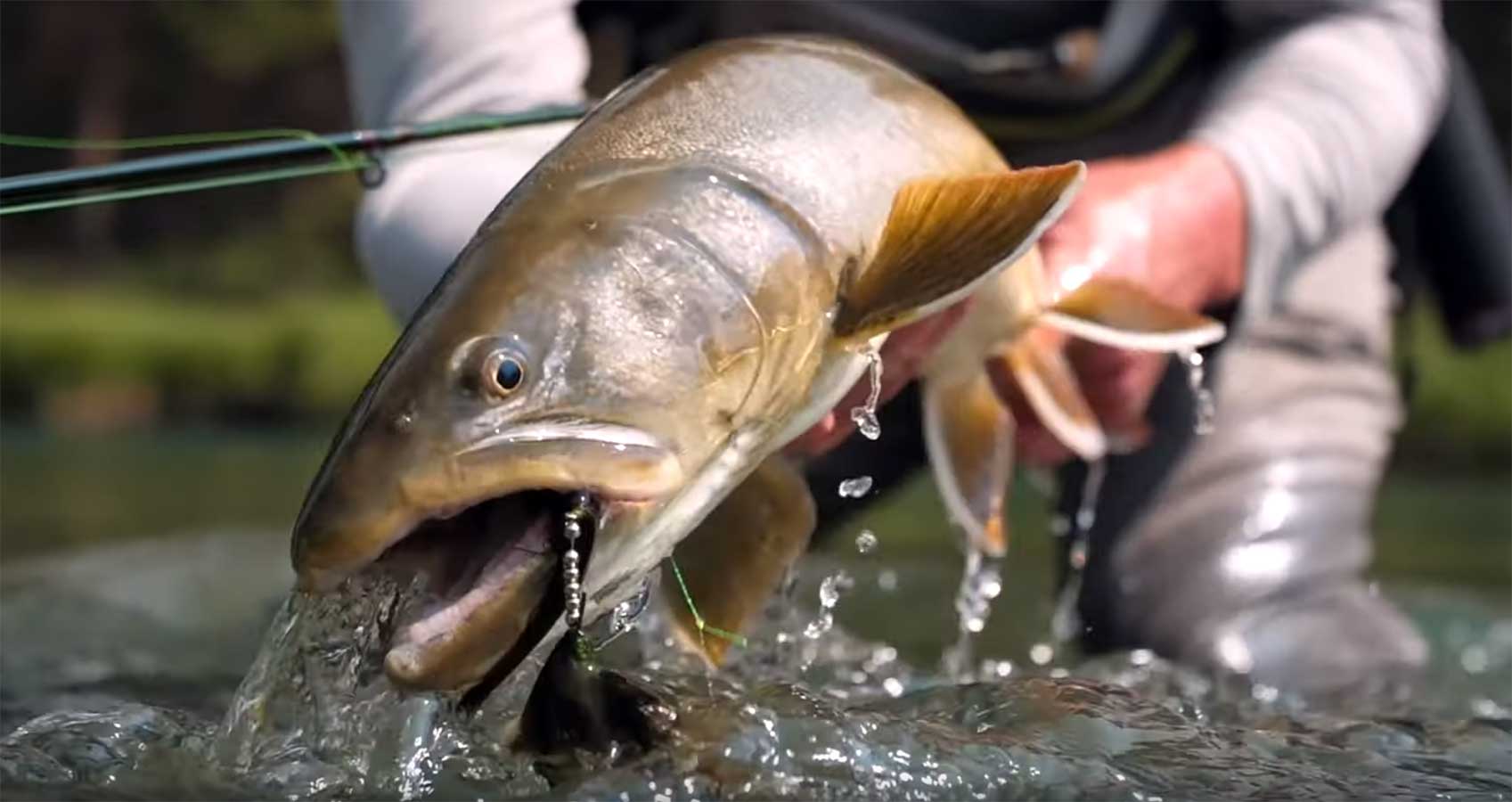 "Bully Buffet" Giant Bull Trout Fly Fishing MidCurrent