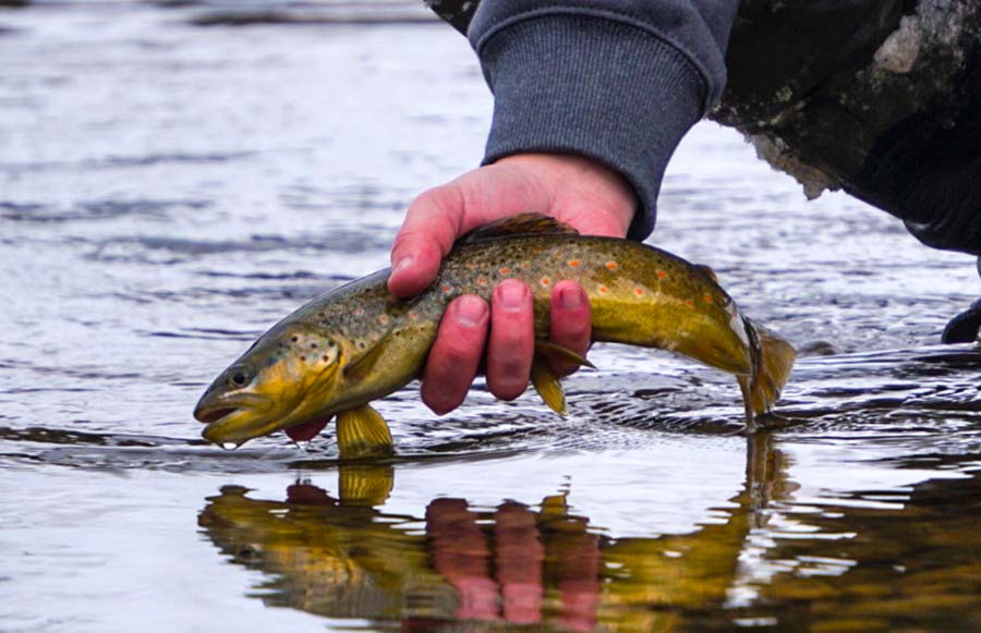 6 Best Flies for Winter Fishing MidCurrent