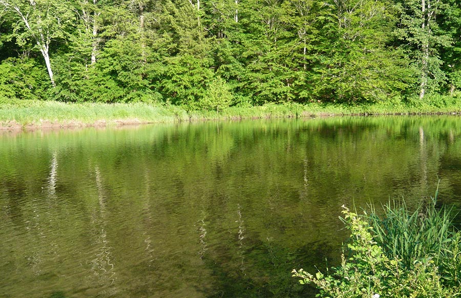 Fly Fishing Blind MidCurrent