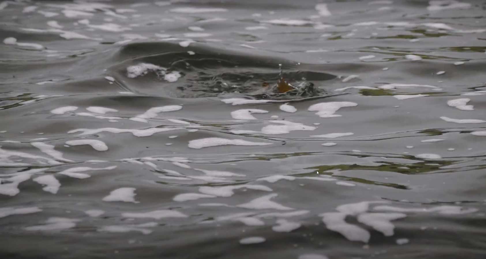 "Breaking the Surface Dry Fly Fishing" MidCurrent