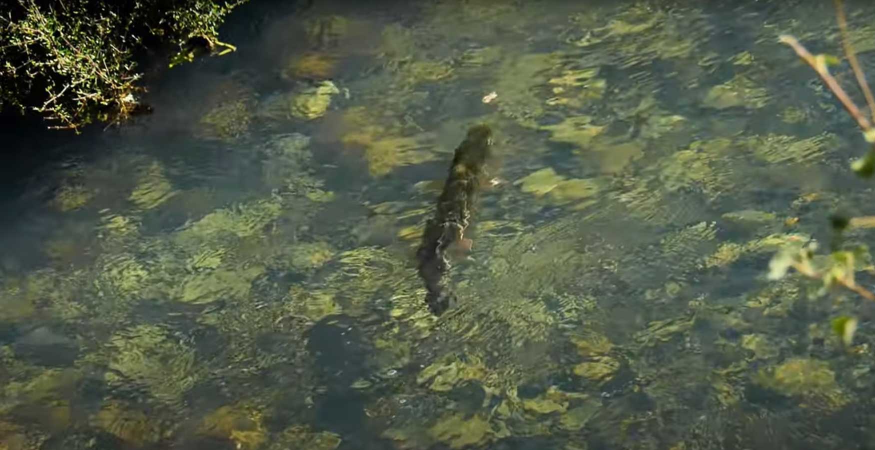 How to Hook & Fight Big Trout in Small Streams MidCurrent