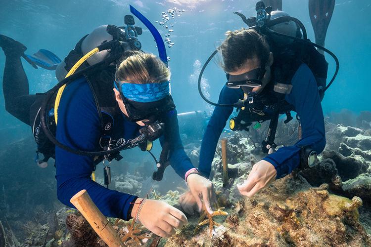 NOAA Restoring Coral Reefs in Florida MidCurrent