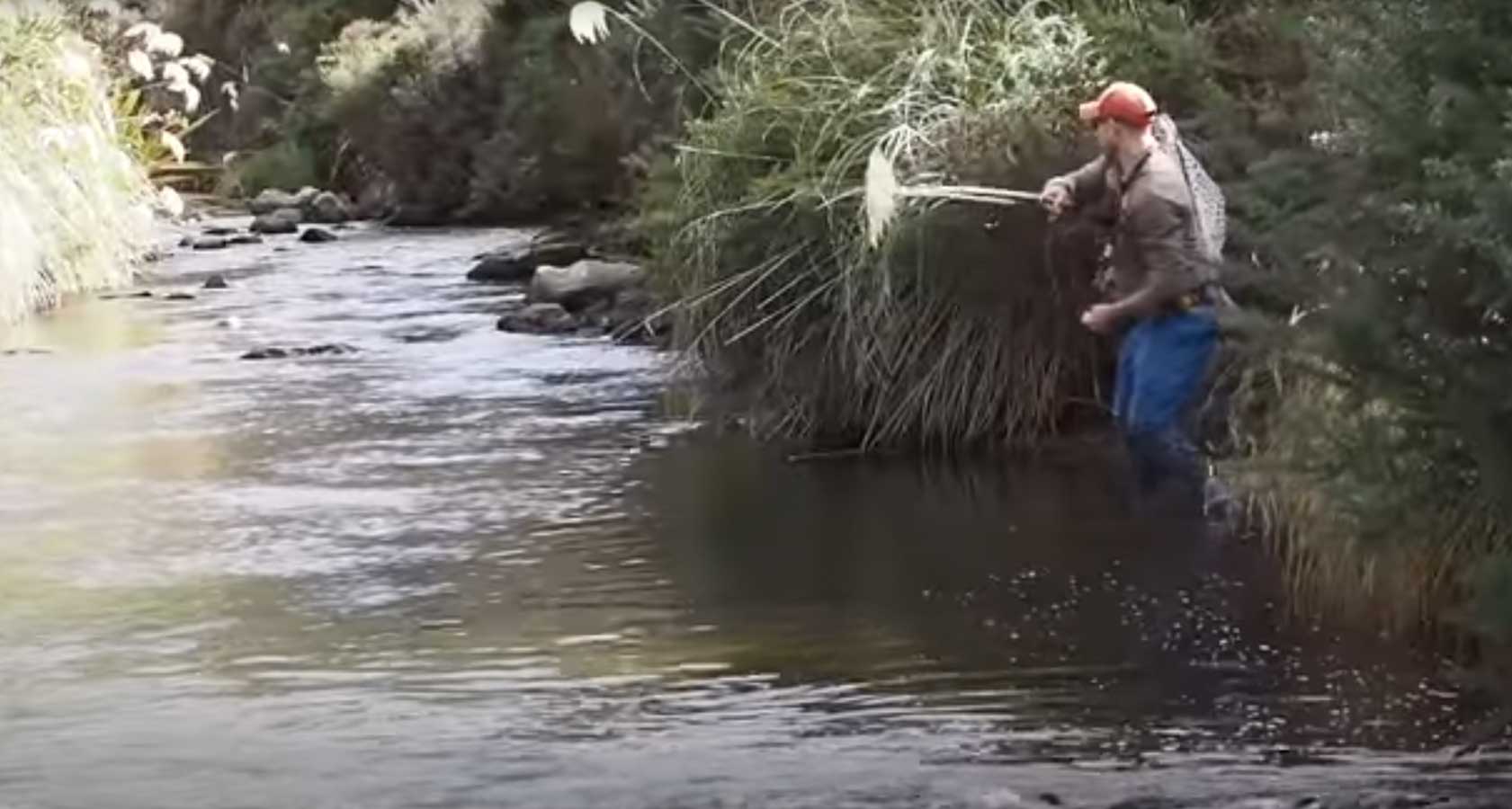 "Big Trout in a Small Stream" (New Zealand) MidCurrent