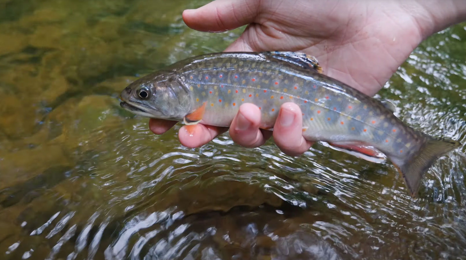 "Brook Trout Heaven Small Creek Fly Fishing" MidCurrent