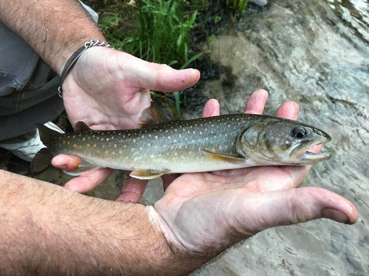 Warming Temps, Invasive Species Threaten Native Trout MidCurrent