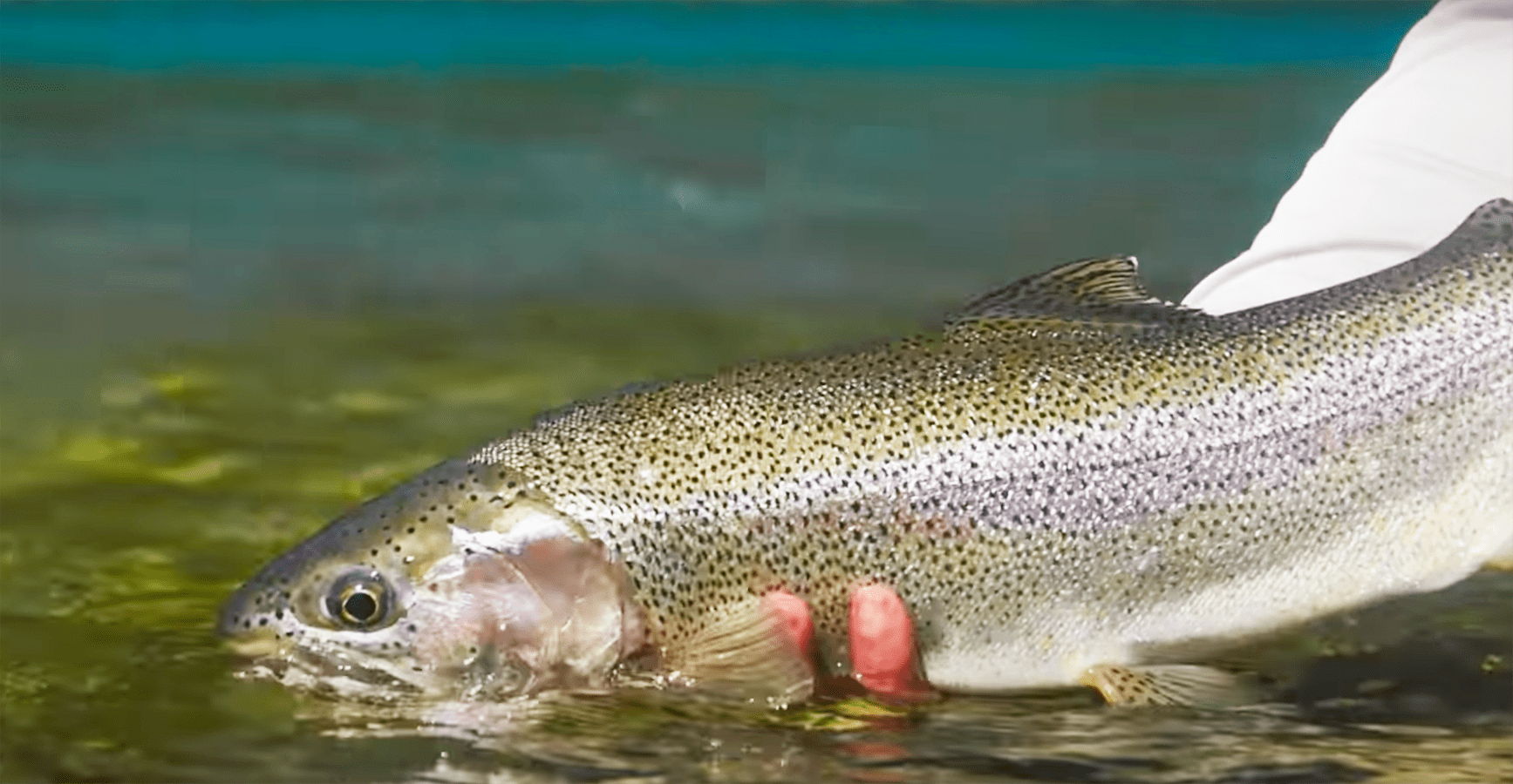 "Fly Fishing a Huge Trout River. Fly Fishing Patagonia's Baker River for Rainbow & Brown Trout