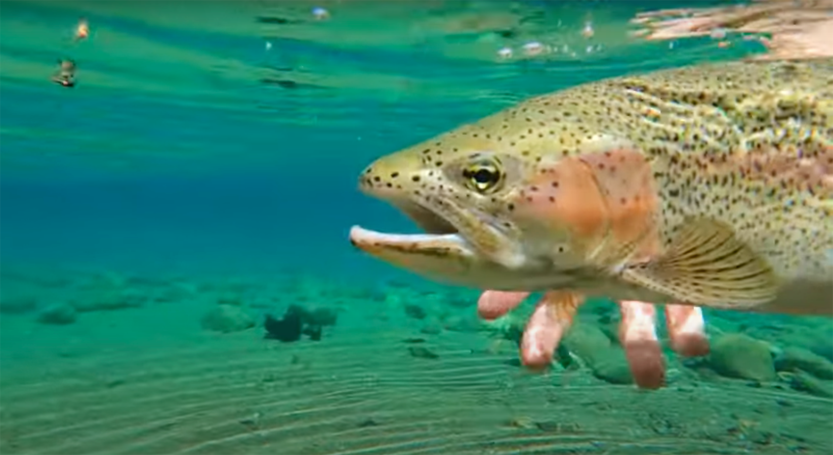 "Patagonia Sight Fishing Shallow Water Rainbow Trout. Fly Fishing Dry